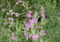 Fireweed Seeds – 100 Wildflower Seeds for Pink Spikes, Hardy Perennial Flower Garden, Chamaenerion Angustifolium, Fast Growing