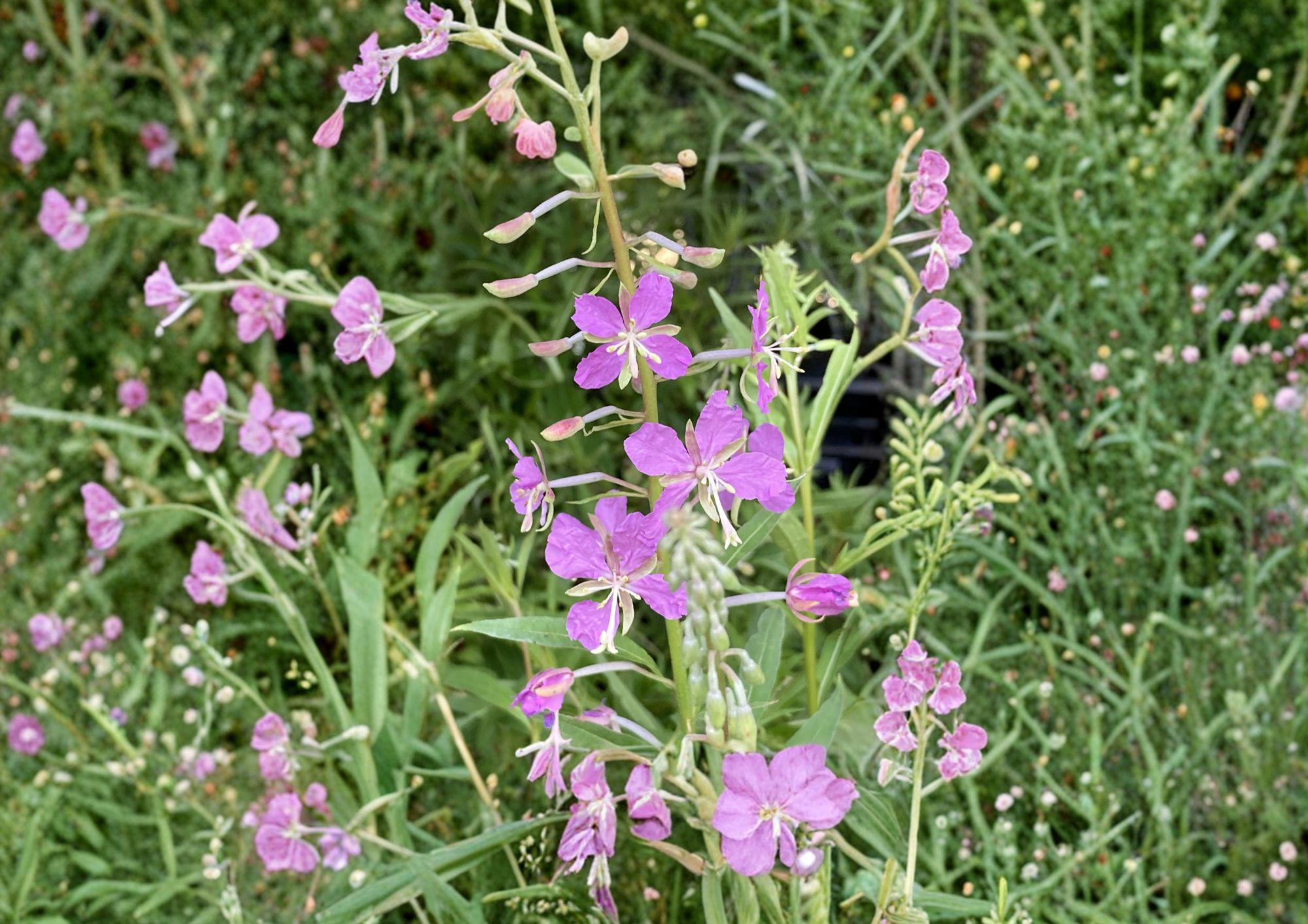 Fireweed Seeds – 100 Wildflower Seeds for Pink Spikes, Hardy Perennial Flower Garden, Chamaenerion Angustifolium, Fast Growing