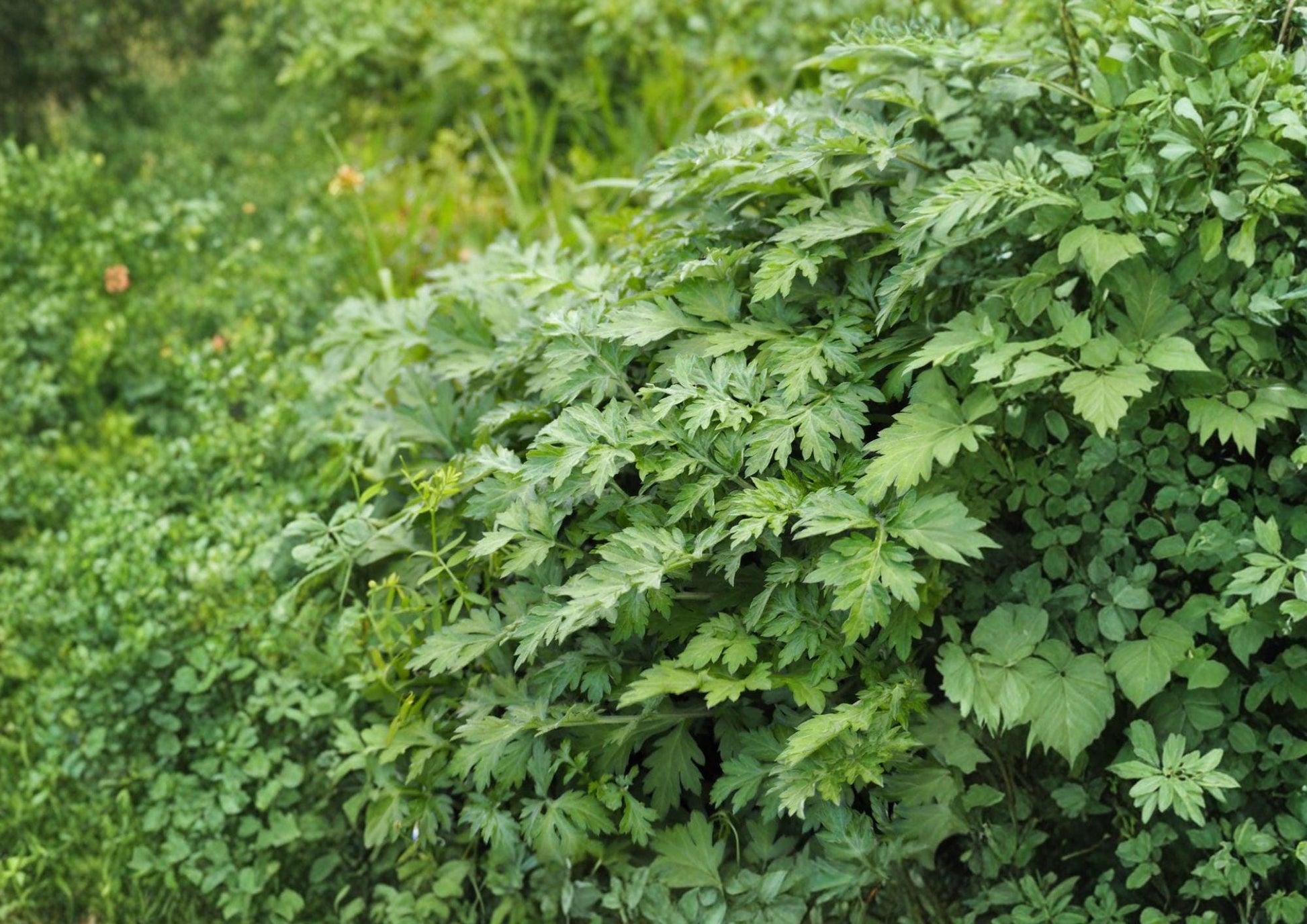 Japanese Mugwort Seeds – Yomogi Herb, Aromatic Perennial, Heirloom, 30 Seeds, Artemisia vulgaris