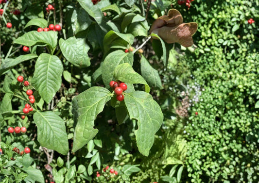 Ilex Montana Seeds – 25 Mountain Holly Tree Seeds, Native Evergreen Shrub, Wildlife Garden, Non-GMO