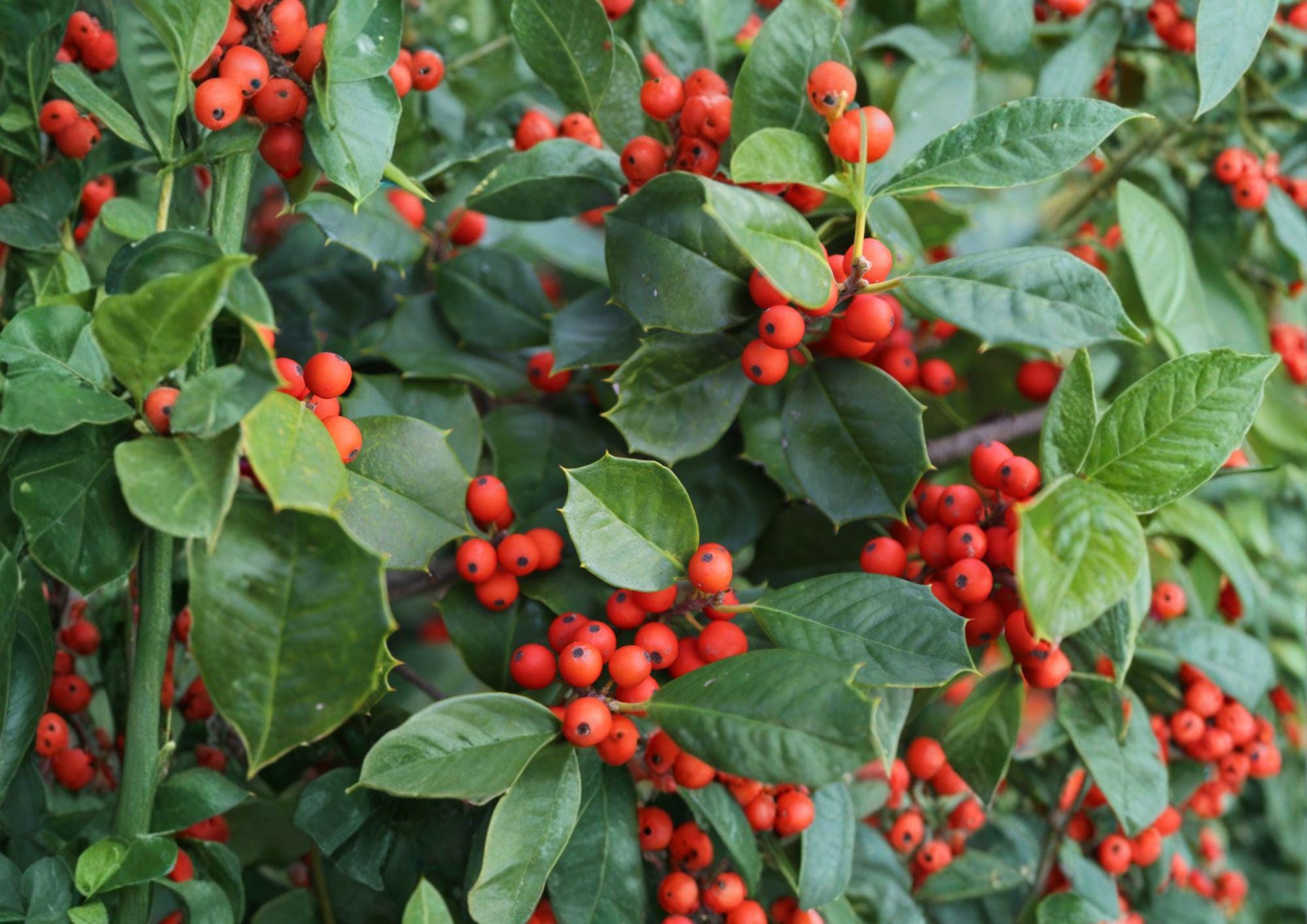 American Holly Tree Seeds – 25 Ilex Opaca Evergreen Red Berry Plants – Fast Growing Holly Seeds for Landscaping