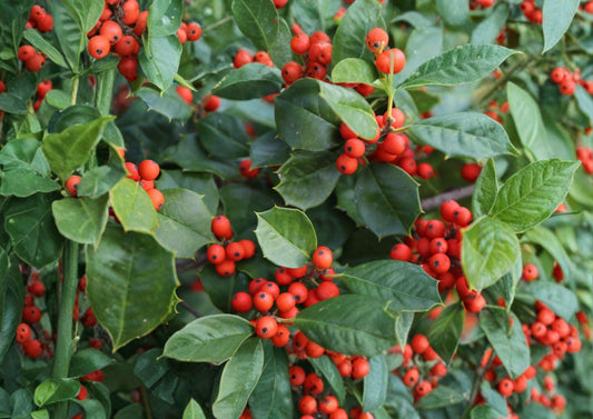 American Holly Tree Seeds – 25 Ilex Opaca Evergreen Red Berry Plants – Fast Growing Holly Seeds for Landscaping