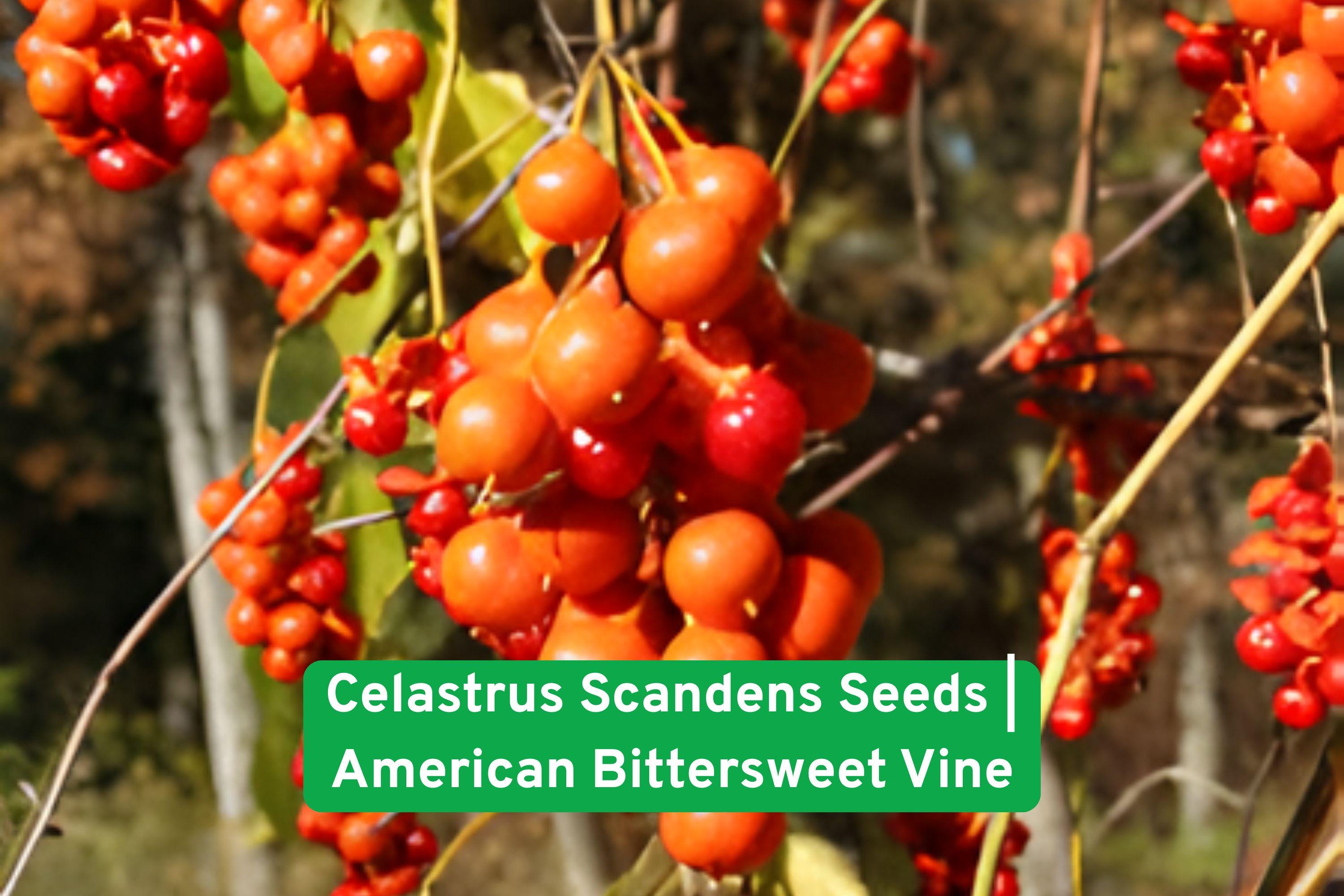 Celastrus scandens Seeds | American Bittersweet Native Climbing Vine with Orange-Red Berries for Wildlife Gardens