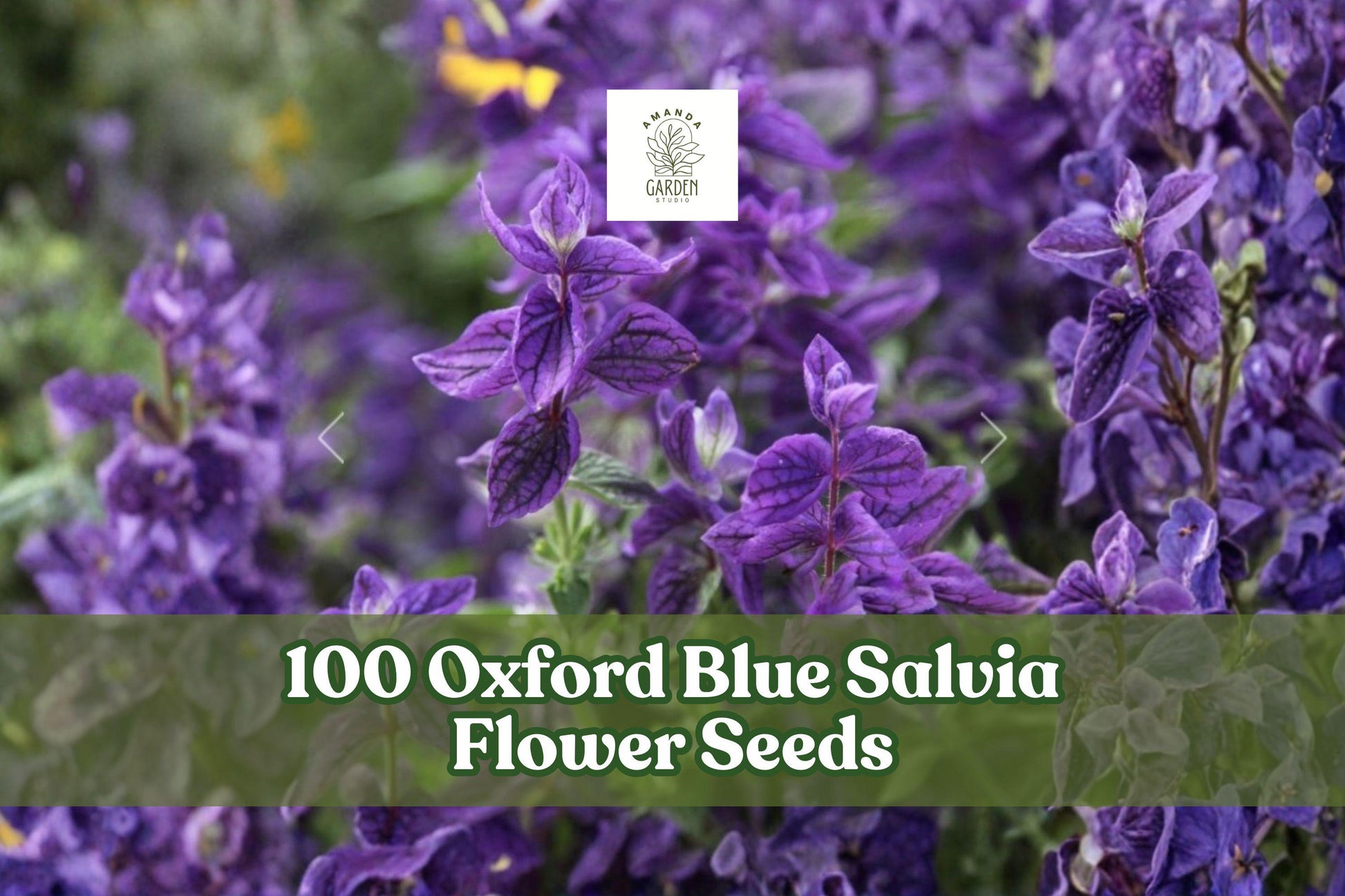 100 Oxford Blue Salvia Flower Seeds – Deep Blue Annual Clary Sage, Salvia viridis, Ornamental Garden & Cut Flowers