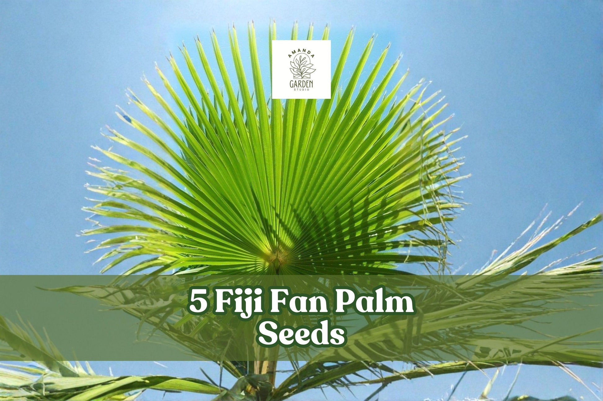 Fiji Fan Palm Seeds – Pritchardia pacifica Ornamental Tropical Palm for Landscaping & Container Planting, 5 Seeds