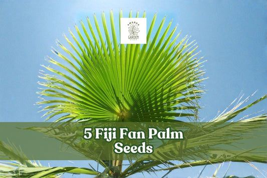 Fiji Fan Palm Seeds – Pritchardia pacifica Ornamental Tropical Palm for Landscaping & Container Planting, 5 Seeds
