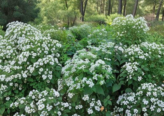 Ageratina altissima White Snakeroot Seeds – Native Perennial Wildflower for Shade Gardens, Pollinator Friendly Woodland Plant, Non-GMO 500 Seeds
