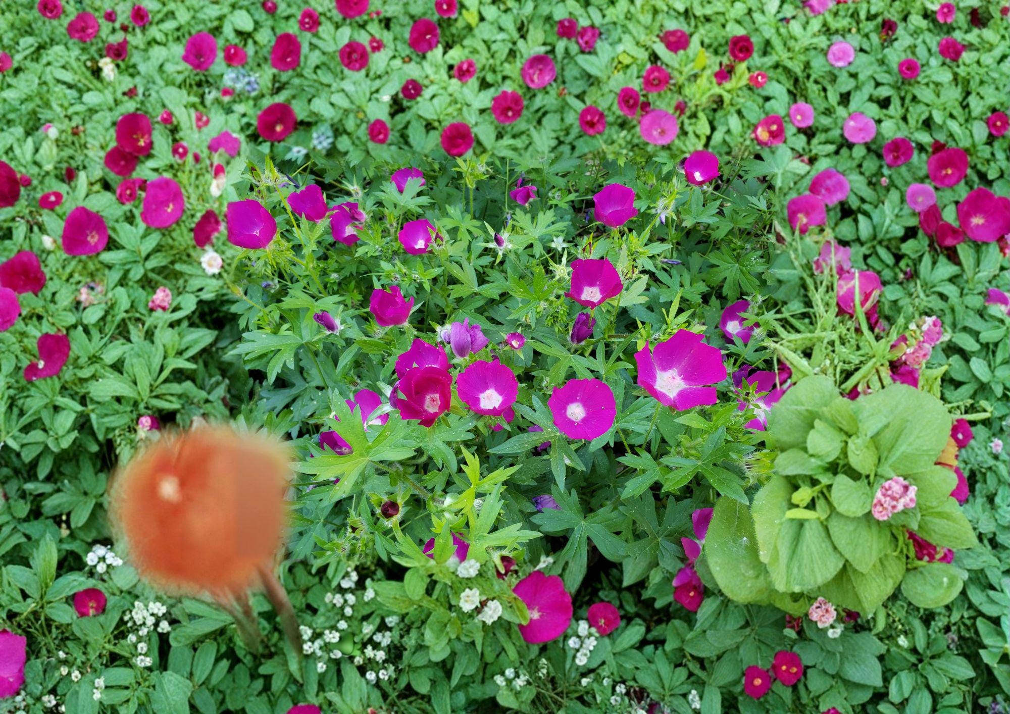 Callirhoe involucrata Purple Poppy Mallow Seeds – Drought Tolerant Trailing Native Perennial Ground Cover, Magenta Wildflower, 15 Seeds