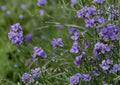 Tradescantia occidentalis Western Spiderwort Seeds – Native Blue Prairie Wildflower, Hardy Perennial Pollinator Plant for Sun Gardens