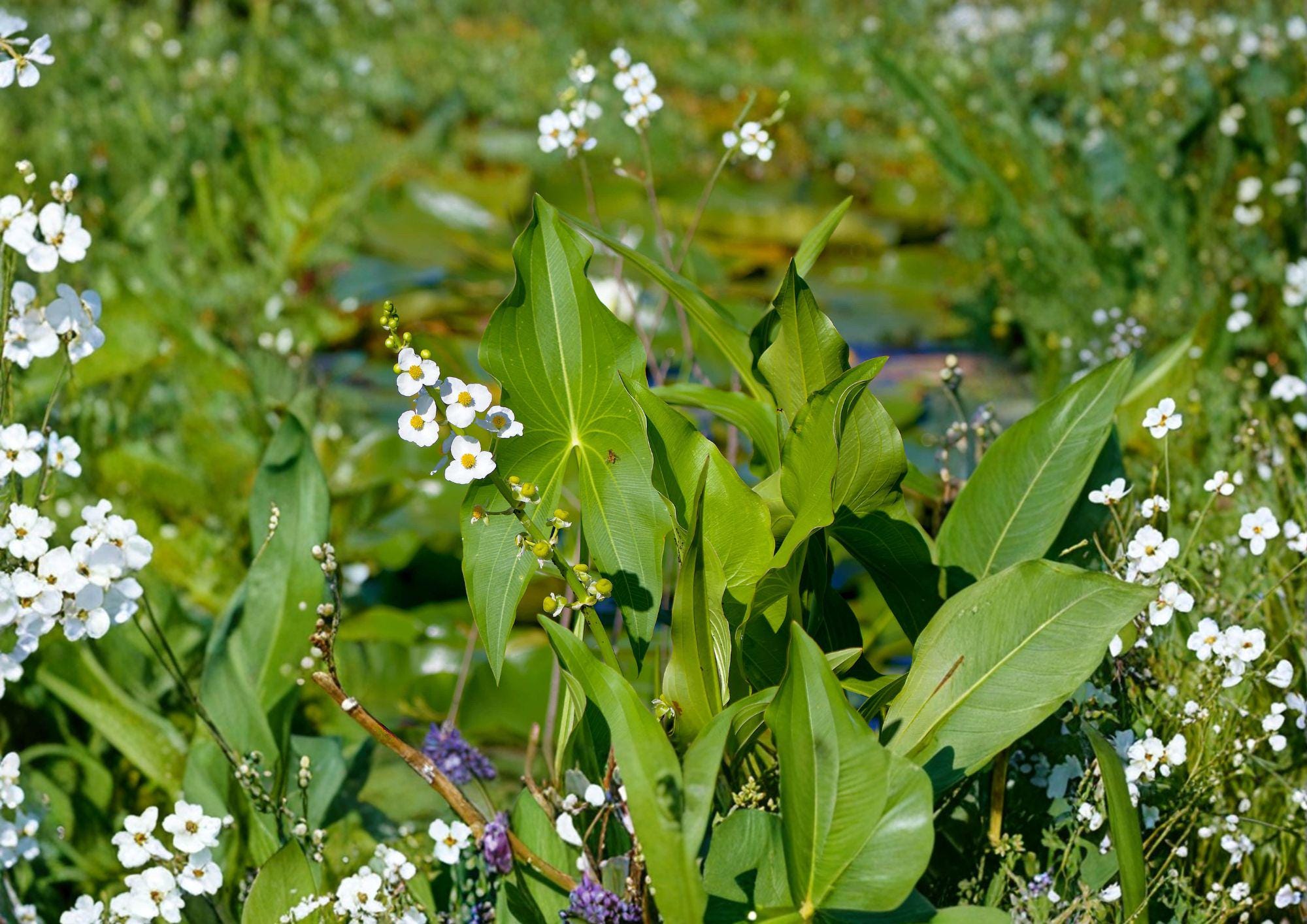Common Arrowhead Seeds, Native Aquatic Wetland Plant, Duck Potato, 500 Seeds, Fast Growing, Sagittaria latifolia