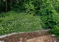 Canada Anemone Seeds - Native White Wildflower, Hardy Ground Cover, 100 Seeds, Anemone canadensis, Wildflower Seeds