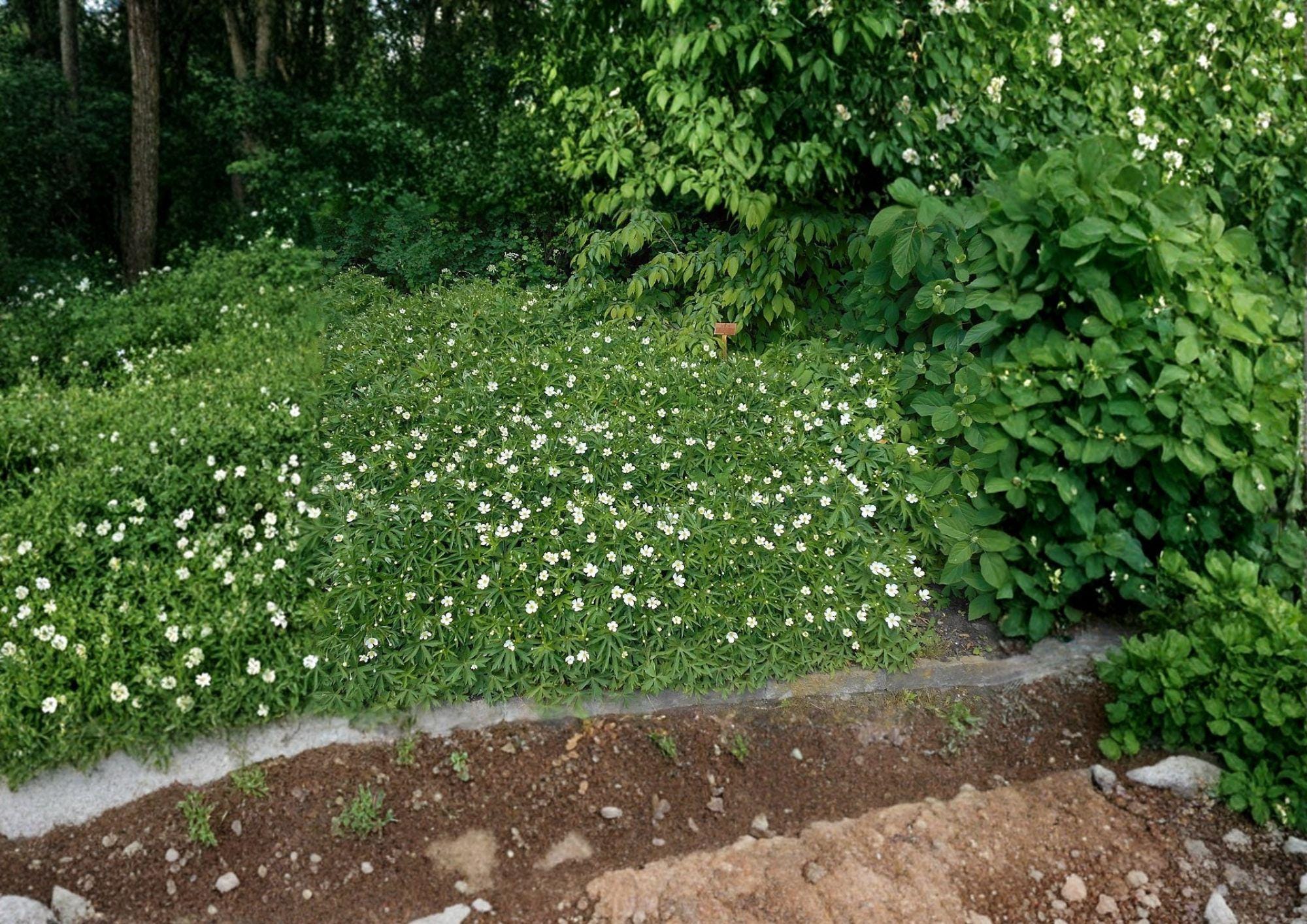 Canada Anemone Seeds - Native White Wildflower, Hardy Ground Cover, 100 Seeds, Anemone canadensis, Wildflower Seeds