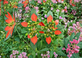 Fire on the Mountain Seeds – Euphorbia cyathophora Native Wildflower, Fast Shipping