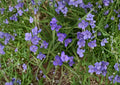 Prairie Spiderwort Seeds 150 Pack - Tradescantia bracteata Native Wildflower Non-GMO Plant Seeds