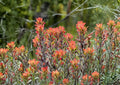 Northwestern Indian Paintbrush Seeds – Native Wildflower, Pollinator Friendly, Fast Growing, Erythronium grandiflorum