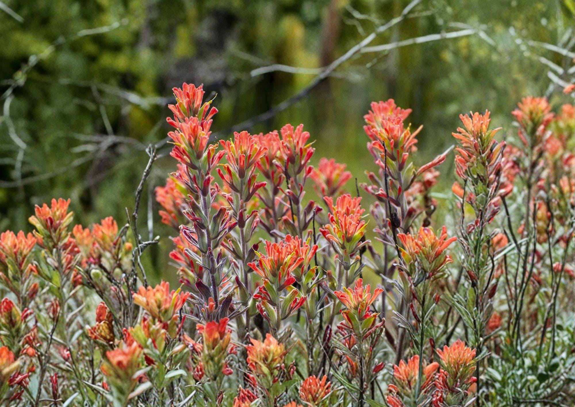 Northwestern Indian Paintbrush Seeds – Native Wildflower, Pollinator Friendly, Fast Growing, Erythronium grandiflorum
