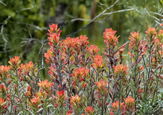 Northwestern Indian Paintbrush Seeds – Native Wildflower, Pollinator Friendly, Fast Growing, Erythronium grandiflorum