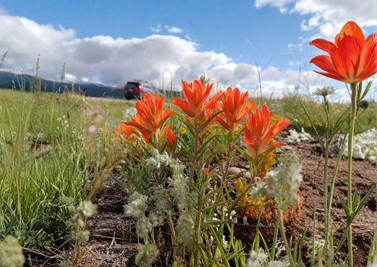 Orange Paintbrush Seeds – Southwestern Native Wildflower Pollinator Plant, Easy to Grow, 100 Seeds, Castilleja coccinea