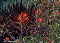 Wyoming Indian Paintbrush Seeds Native Red Wildflower Pollinator Garden 100 Seeds - Bloom Haven Nursery