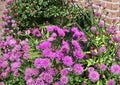 New York Ironweed Seeds – Native Purple Wildflower for Pollinators, 100 Seeds - Fast Shipping