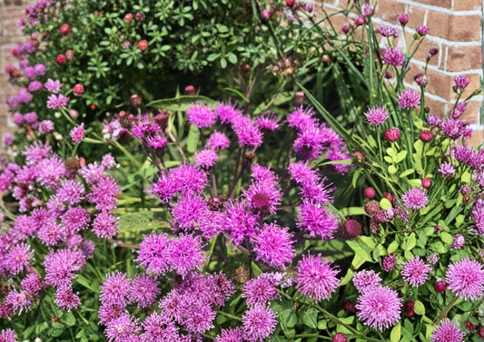 New York Ironweed Seeds – Native Purple Wildflower for Pollinators, 100 Seeds - Fast Shipping