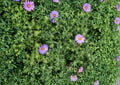 Aromatic Aster Seeds – Native Blue Purple Wildflower, Fragrant Pollinator, Non-GMO, 100 Seeds