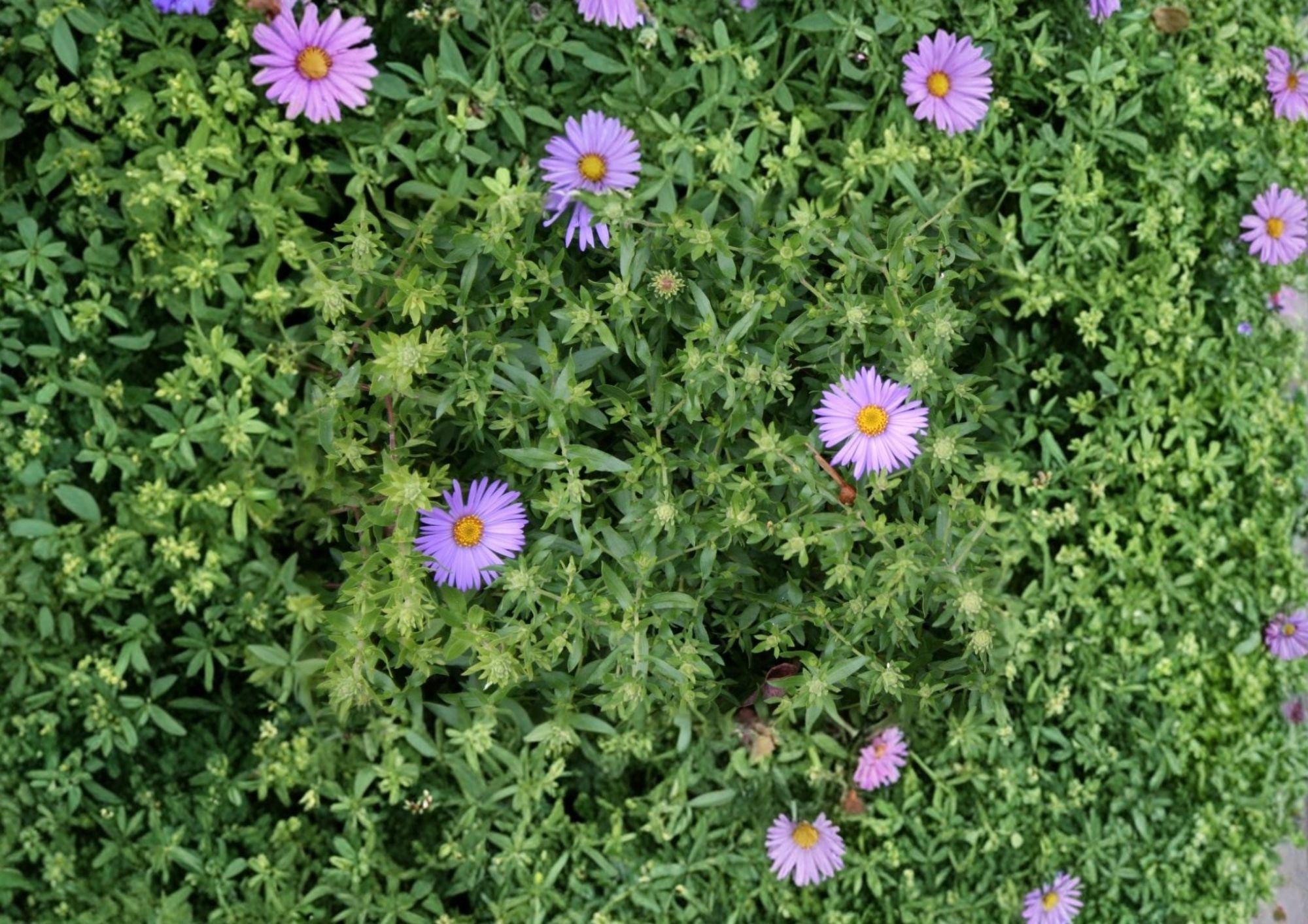 Aromatic Aster Seeds – Native Blue Purple Wildflower, Fragrant Pollinator, Non-GMO, 100 Seeds