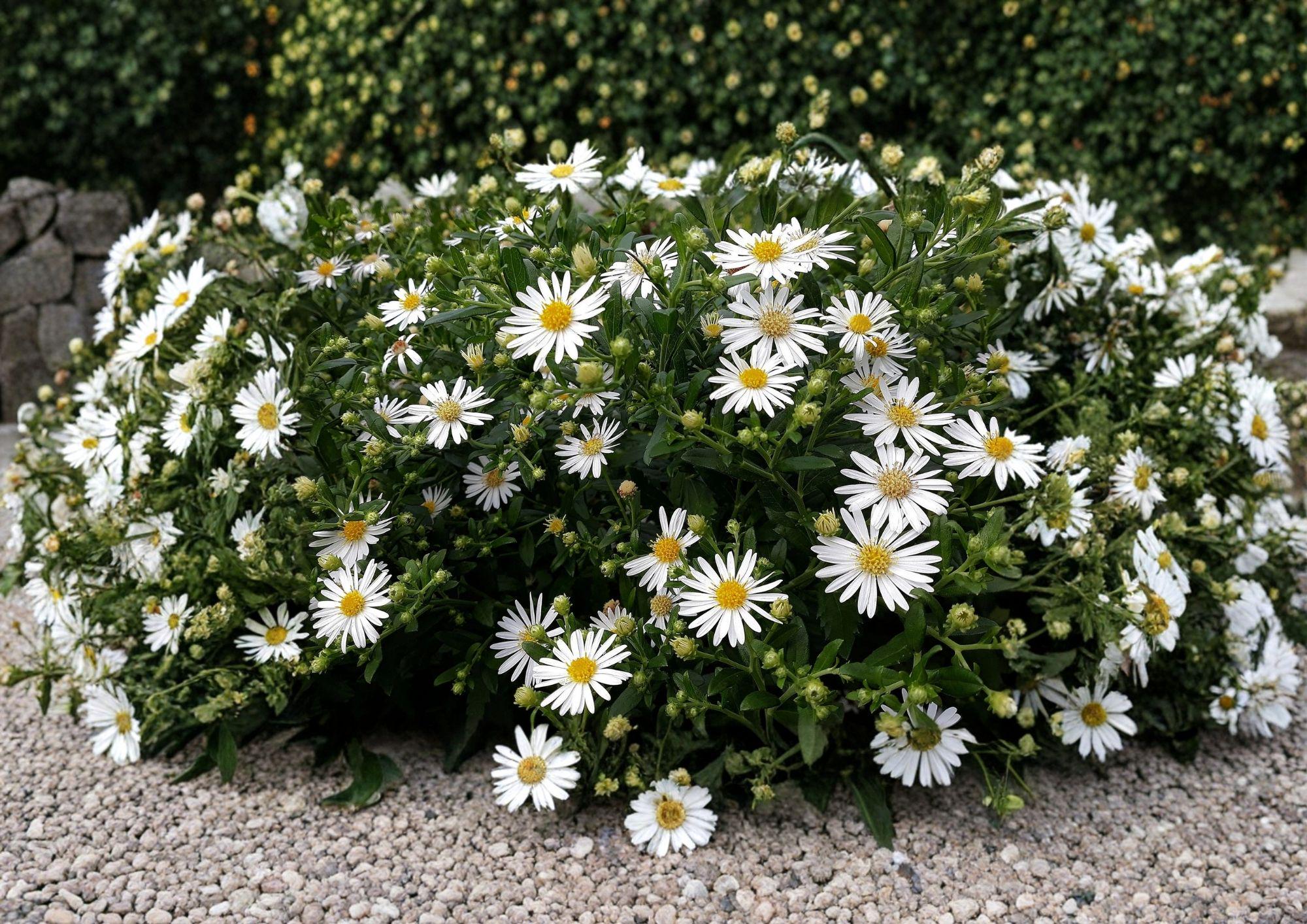 Heath Aster Seeds – Native White Wildflower Pollinator Perennial, Fast Growing, 100 Seeds