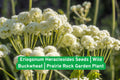 Eriogonum Heracleoides Seeds | Wild Buckwheat Prairie Perennial | Drought-Tolerant Native Wildflower for Rock Gardens & Xeriscaping