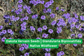 Dakota Vervain Seeds, Glandularia bipinnatifida, Native Wildflower for Prairie Gardens, Drought-Tolerant, Pollinator-Friendly