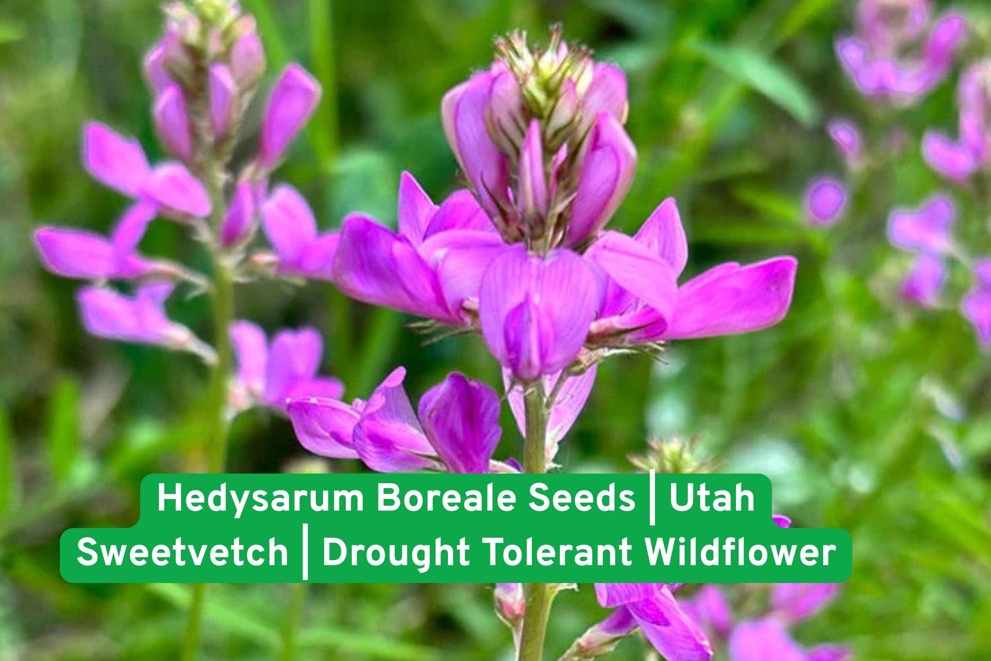 Hedysarum Boreale Seeds | Utah Sweetvetch Wildflower | Drought Tolerant Perennial Legume for Prairie Gardens & Meadows