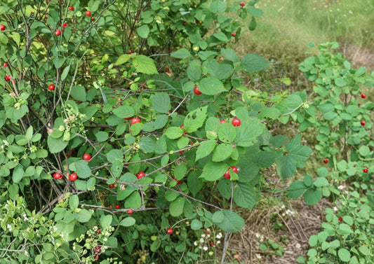 Nanking Cherry Tree Seeds – Hardy Fruiting Shrub, Ornamental Garden Plant, 10 Seeds, Prunus tomentosa