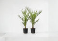 Phoenix Canariensis Seeds – Canary Island Date Palm Tree for Tropical Landscapes – Fast Shipping