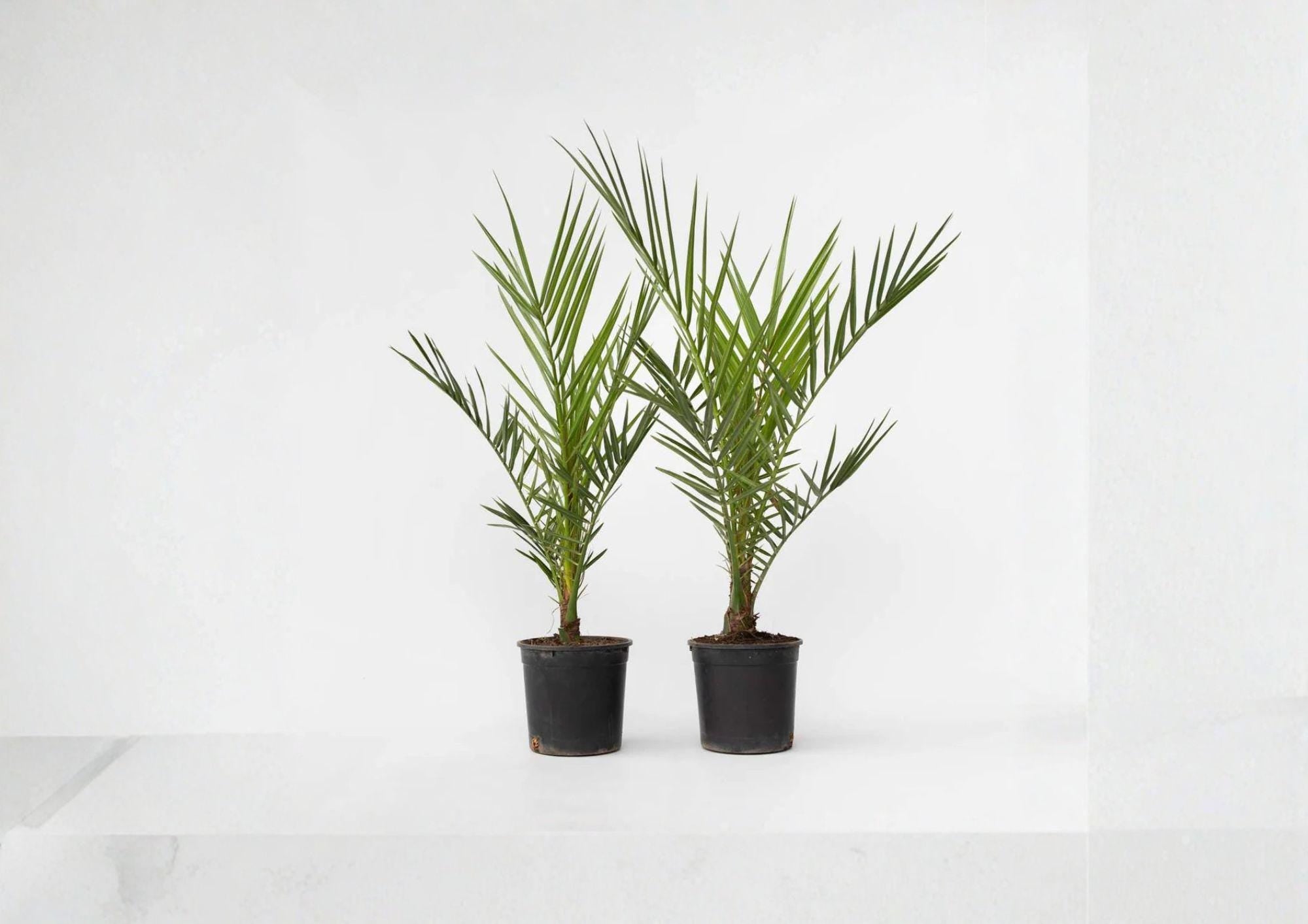 Phoenix Canariensis Seeds – Canary Island Date Palm Tree for Tropical Landscapes – Fast Shipping