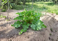 Rhubarb Victoria Seeds – 25 Heirloom Vegetable Seeds for Hardy Perennial Pie Plant, Garden Growing – Non-GMO