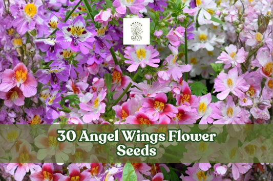 Angel Wings Flower Seeds – Butterfly Garden Mix, Annuals for Beds & Borders, Bright Colorful Blooms, Mixed Species