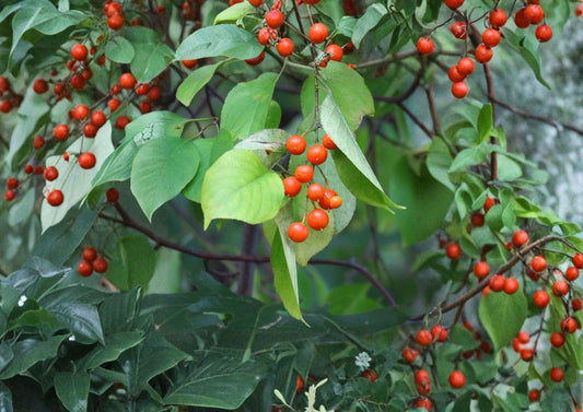 American Bittersweet Seeds – Celastrus scandens Orange Red Berries 30 Seeds for Garden, Wildflower, Native Plant