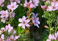 Winged Loosestrife Seeds - Native Pink Purple Wildflower Pollinator Plant - 3000 Seeds