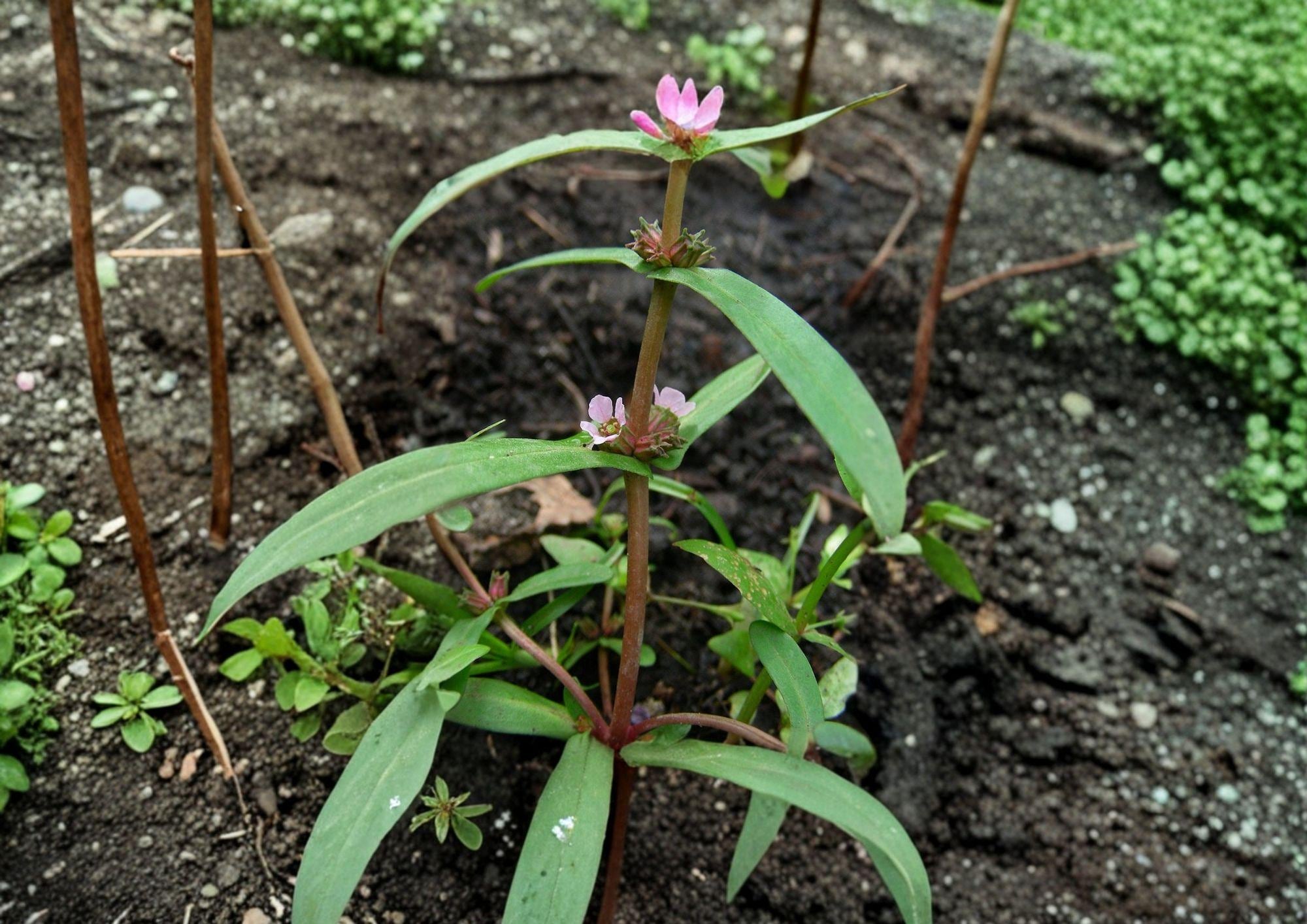 Scarlet Toothcup Seeds – Native Wetland Wildflower Pollinator Plant, Non-GMO, 1000 Seeds, Erythranthe erythrogyna