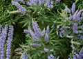 Vitex Agnus Castus Seeds – Fragrant Purple Flowering Shrub for Butterfly Gardens – Easy to Grow Plant