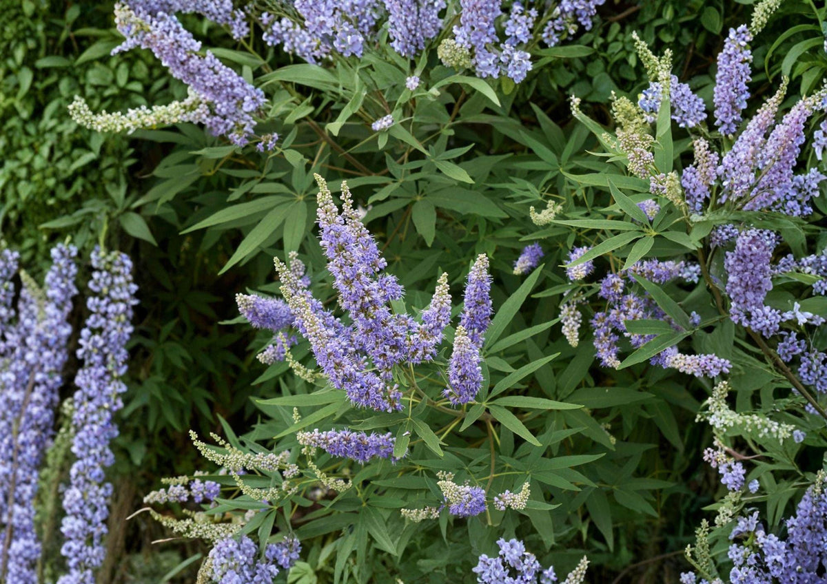 Vitex Agnus Castus Seeds – Fragrant Purple Flowering Shrub for Butterfly Gardens – Easy to Grow Plant