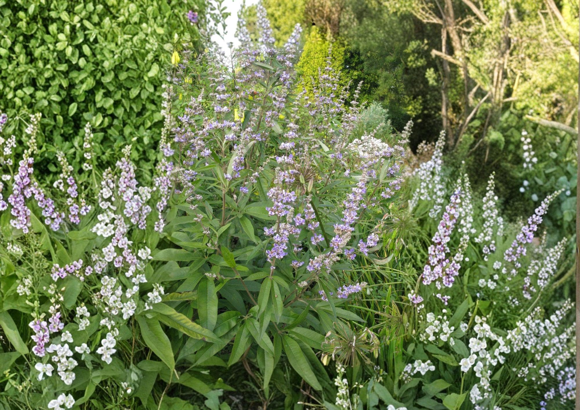 Texas Ebony Tree Seeds – Hardy Evergreen Drought Tolerant Fragrant Blooms 10 Seeds - Ebenopsis ebano