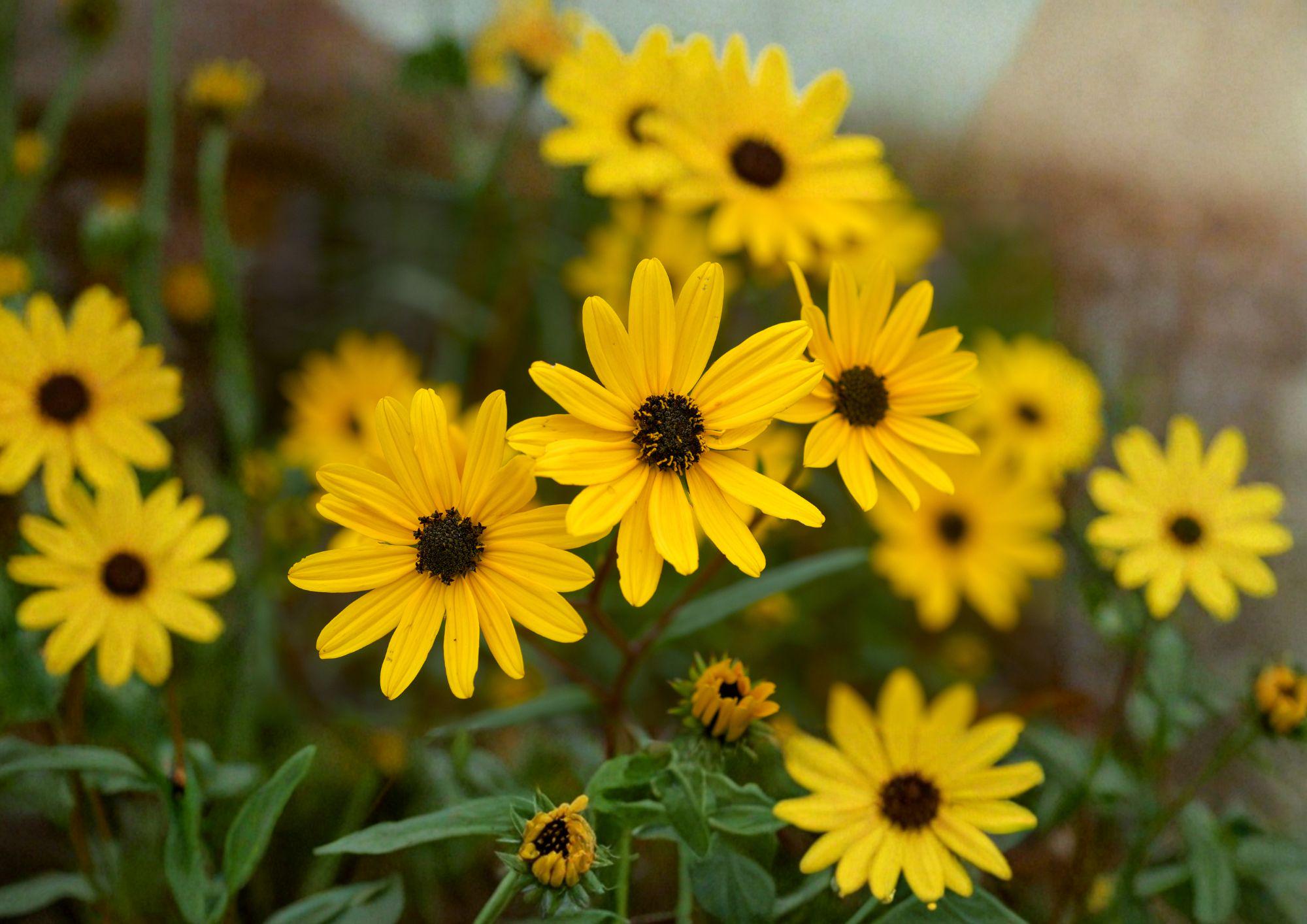 Swamp Sunflower Seeds – 200 Native Wildflower Seeds for Bright Yellow Fall Blooms – Helianthus Angustifolius
