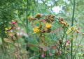 Hypericum Punctatum Seeds – 500 Native Wildflower Seeds for Yellow Blooms – Perennial Flower Seeds for Garden and Wildflower Mix