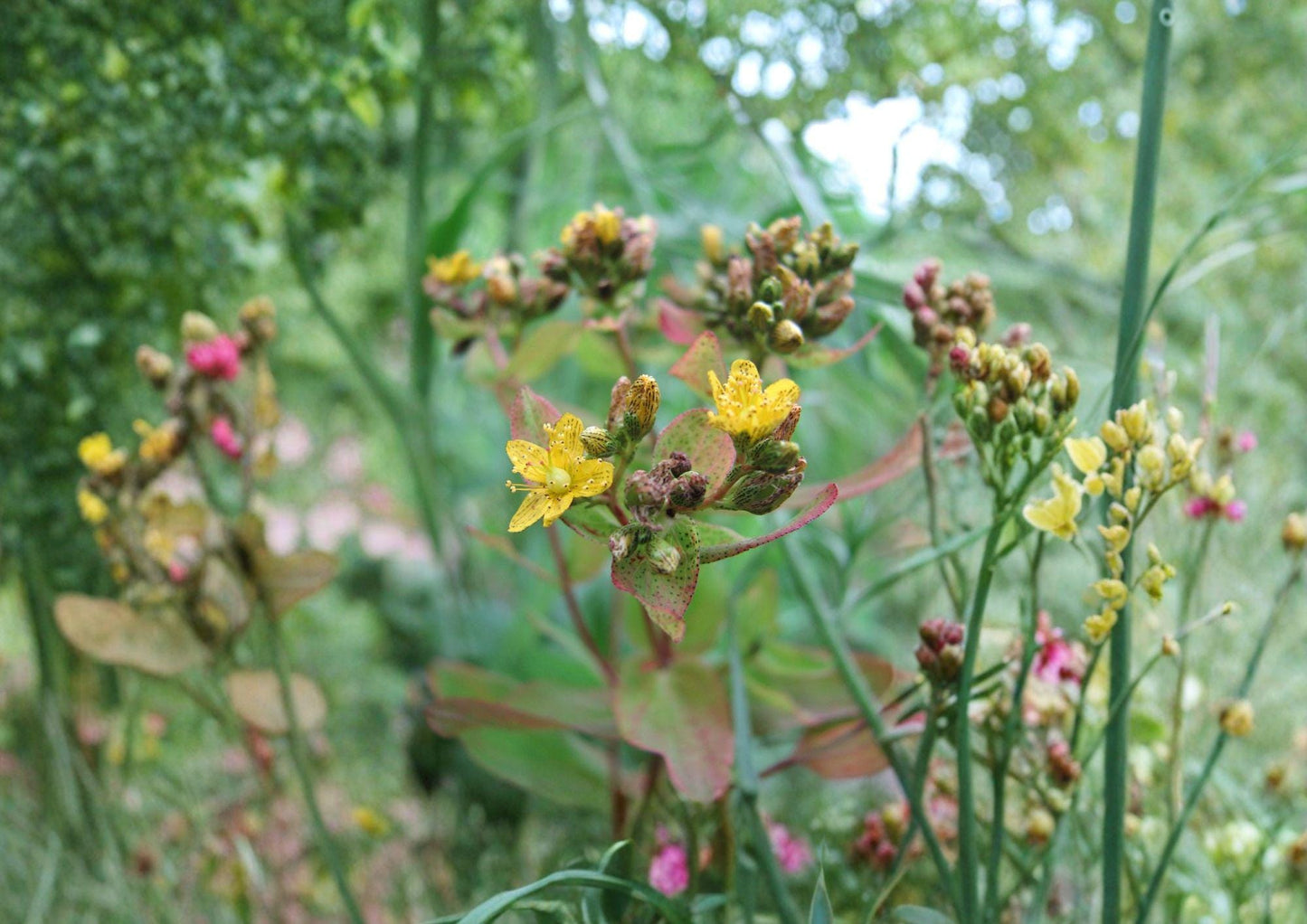 Hypericum Punctatum Seeds – 500 Native Wildflower Seeds for Yellow Blooms – Perennial Flower Seeds for Garden and Wildflower Mix