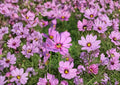 Cosmos Gloria Seeds – 100 Pink Daisy Annual Flower Seeds for Garden Growing – Fast Growing, Ornamental Plant