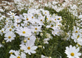 Cosmos Purity Seeds – 100 White Annual Flower Seeds for Summer Garden Blooms – Easy to Grow Cosmos bipinnatus
