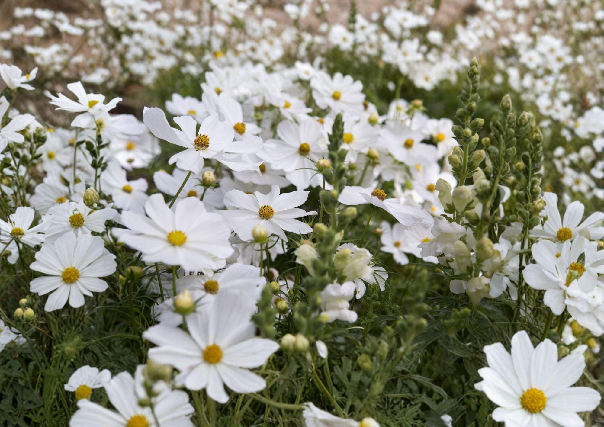 Cosmos Purity Seeds – 100 White Annual Flower Seeds for Summer Garden Blooms – Easy to Grow Cosmos bipinnatus
