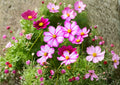 Cosmos Picotee Seeds – Bicolor Daisy Blooms, Annual Garden Flower, 100 Seeds - bloomhavennursery
