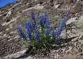 Sand Penstemon Seeds – 50 Native Wildflower Seeds, Blue Purple Blooms, Drought Tolerant Perennial, Penstemon sandylandii